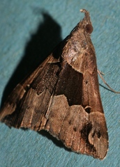 Hypena gonospilalis
