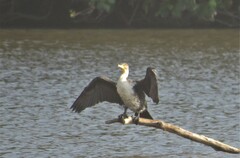 Phalacrocorax carbo lucidus
