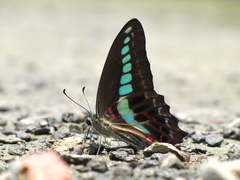 Graphium sarpedon connectens
