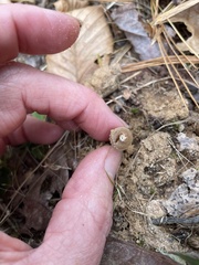 Calostoma