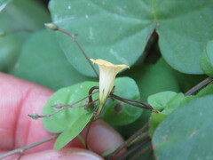 Ipomoea minutiflora