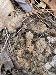 Calostoma