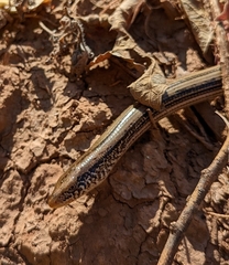 Ophisaurus attenuatus