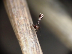 Callipteroma