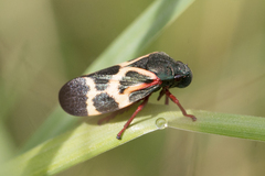 Deois flexuosa