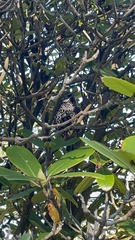 Sturnus vulgaris