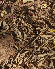 Ophisaurus attenuatus