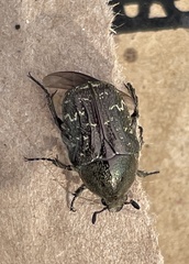 Euphoria sepulcralis