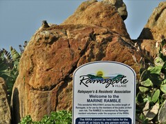 Procavia capensis capensis