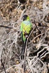 Aratinga nenday