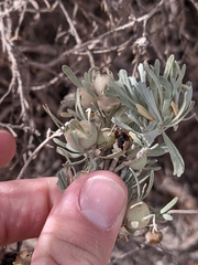 Rhopalomyia obovata