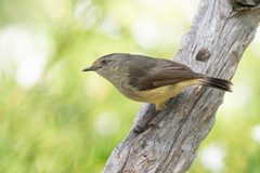 Acanthiza reguloides