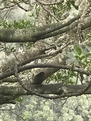 Chalcomitra amethystina