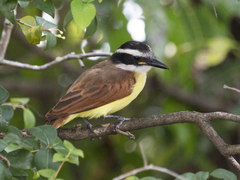 Pitangus sulphuratus