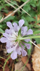 Scabiosa columbaria