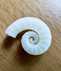 Spirula spirula
