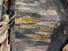 Calycina