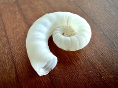 Spirula spirula