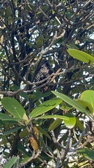 Sturnus vulgaris