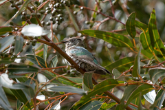 Chrysococcyx lucidus