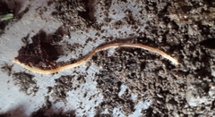 Haplophilus subterraneus