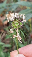 Scabiosa columbaria