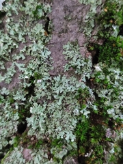 Phaeophyscia orbicularis