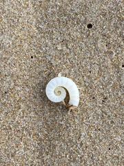 Spirula spirula