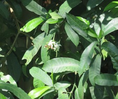 Tabernaemontana ventricosa