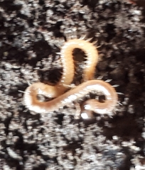 Haplophilus subterraneus