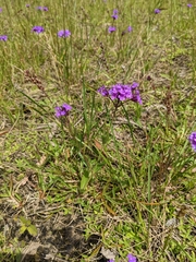 Verbena rigida