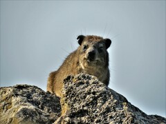 Procavia capensis capensis