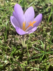 Crocus serotinus