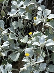 Arctotheca populifolia