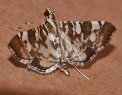 Chabula acamasalis