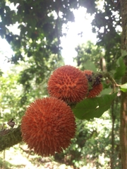 Pouteria torta tuberculata