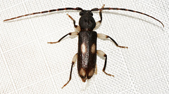 Tylonotus bimaculatus