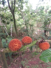 Pouteria torta tuberculata