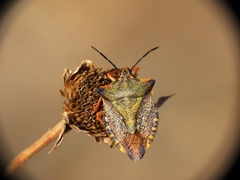 Carpocoris mediterraneus