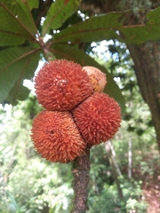 Pouteria torta tuberculata