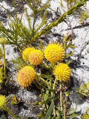 Leucospermum prostratum