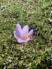 Crocus serotinus