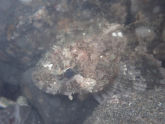 Hemilepidotus spinosus