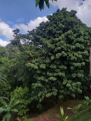 Pouteria torta tuberculata