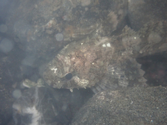 Hemilepidotus spinosus