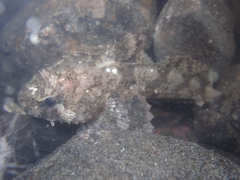 Hemilepidotus spinosus