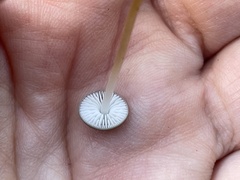 Strobilurus tenacellus