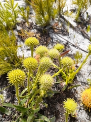 Leucospermum prostratum