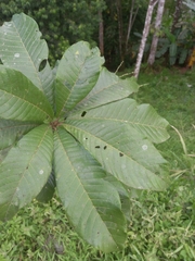 Pouteria torta tuberculata