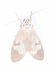 Amerila astreus
